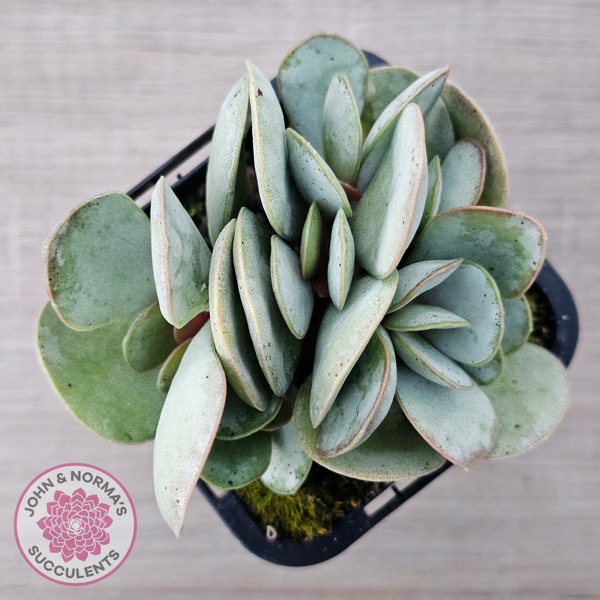Adromischus leucophyllus