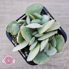 Adromischus leucophyllus
