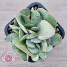 Adromischus leucophyllus