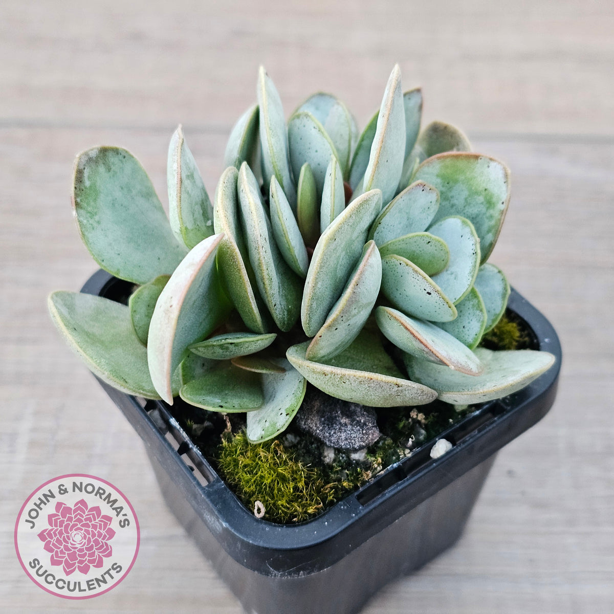 Adromischus leucophyllus