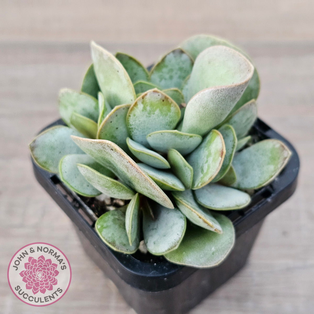 Adromischus leucophyllus