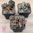 Adromischus maculatus