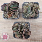 Adromischus maculatus