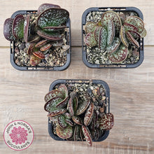 Load image into Gallery viewer, Adromischus maculatus
