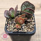 Adromischus maculatus
