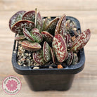 Adromischus maculatus
