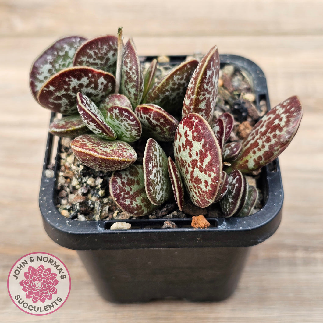 Adromischus maculatus