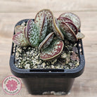 Adromischus maculatus