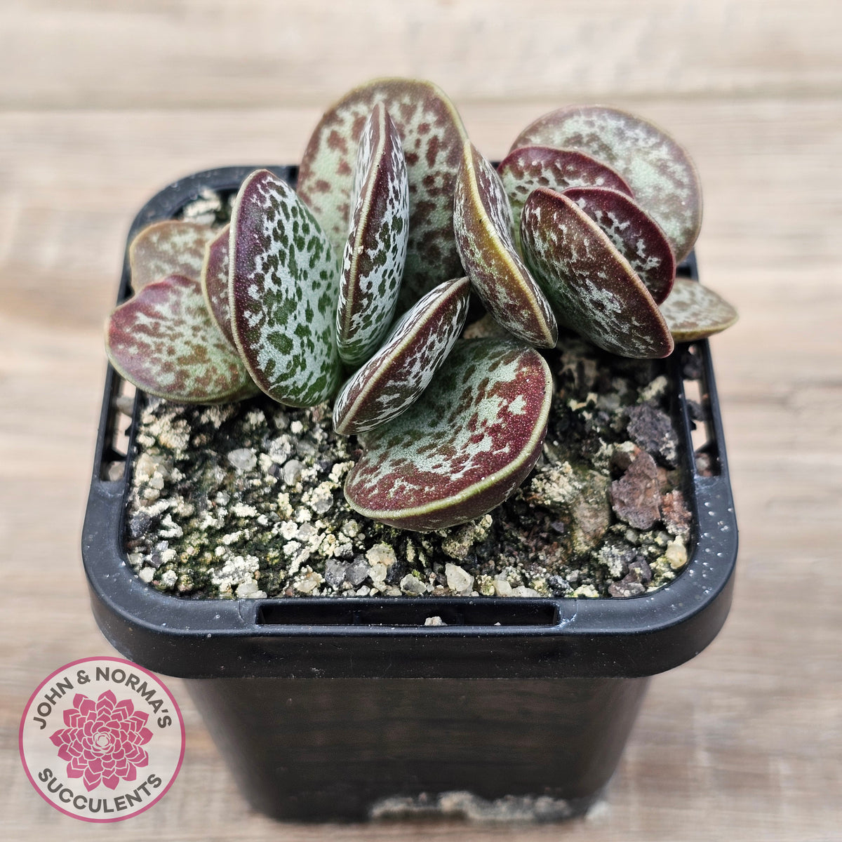 Adromischus maculatus
