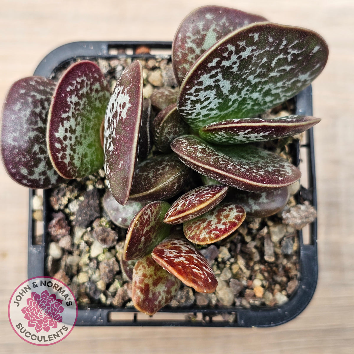 Adromischus maculatus