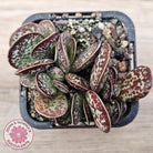 Adromischus maculatus