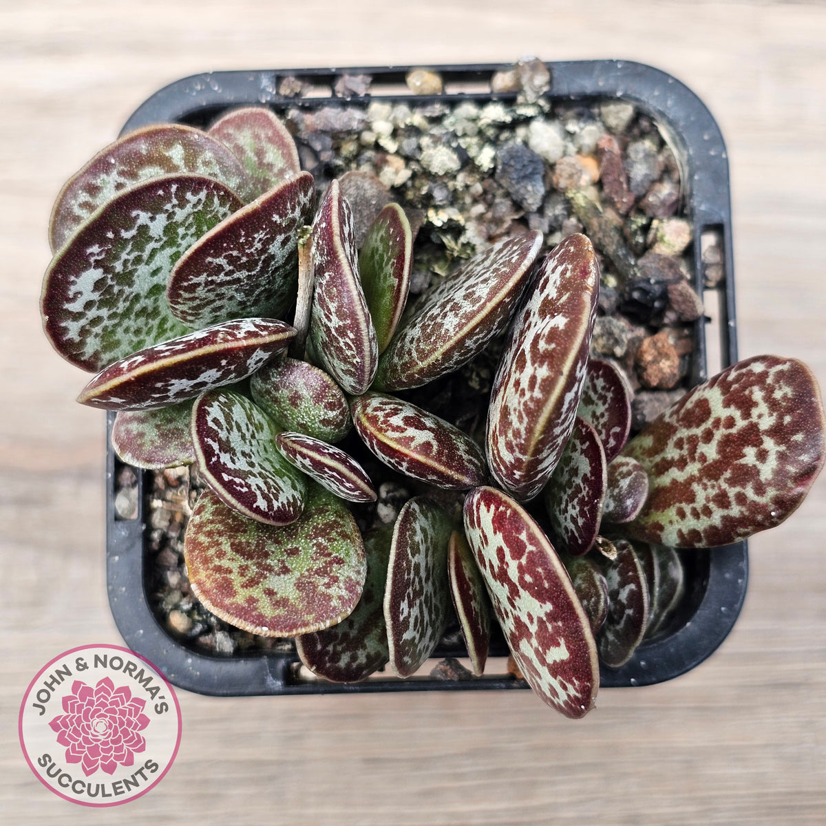 Adromischus maculatus
