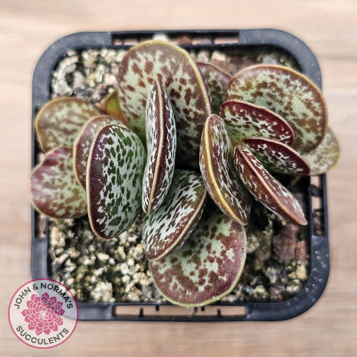 Adromischus maculatus