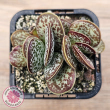 Load image into Gallery viewer, Adromischus maculatus
