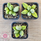 Adromischus marianae f. alveolatus