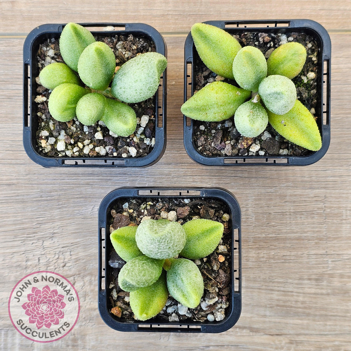 Adromischus marianae f. alveolatus