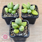 Adromischus marianae f. alveolatus