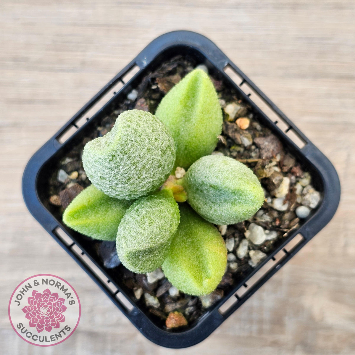 Adromischus marianae f. alveolatus