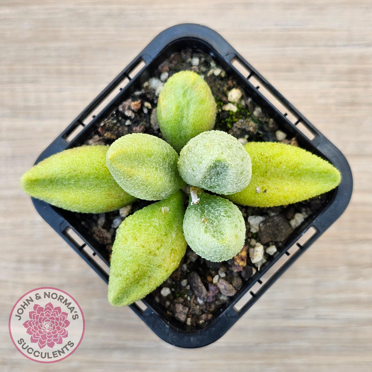 Adromischus marianae f. alveolatus