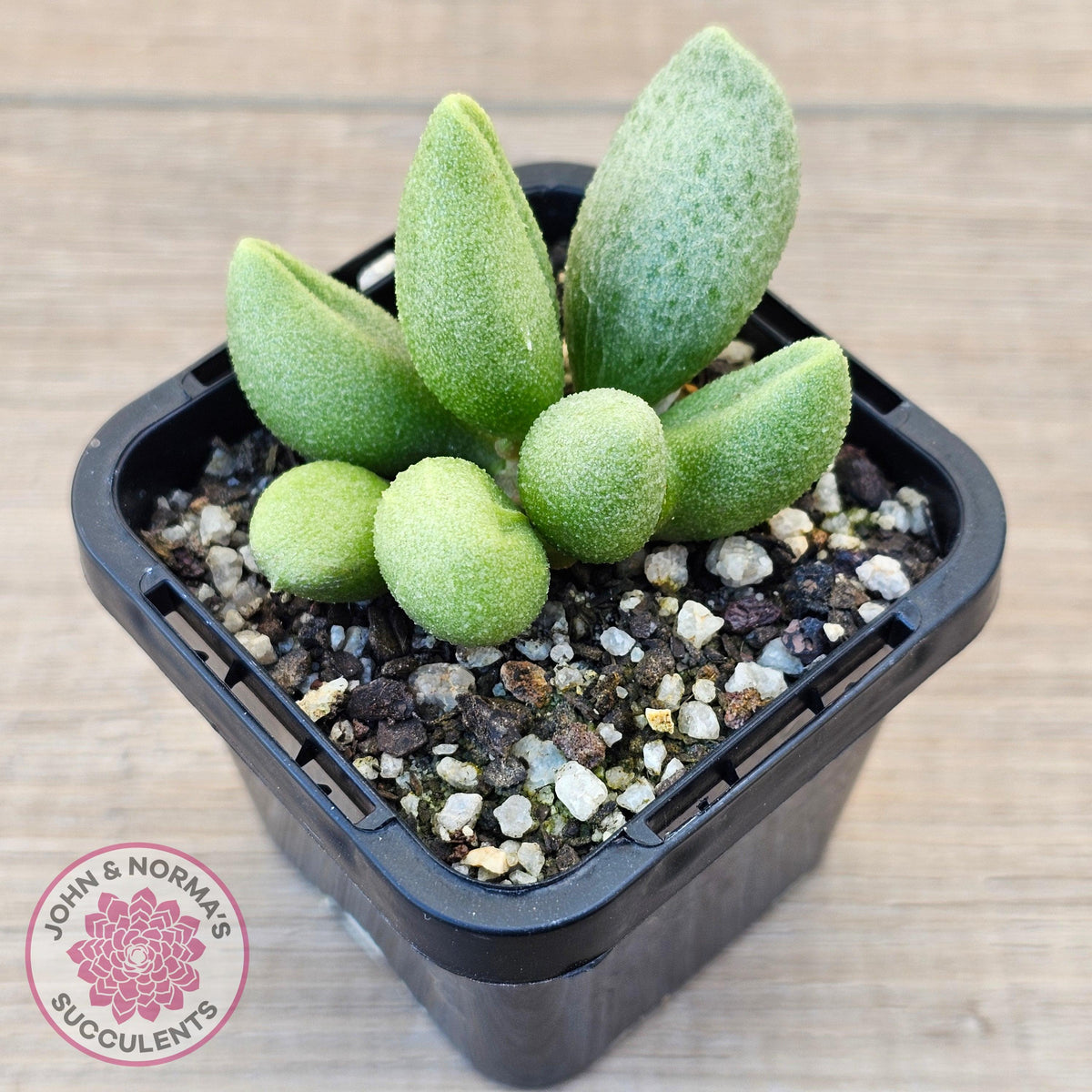 Adromischus marianae f. alveolatus