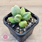 Adromischus marianae f. alveolatus