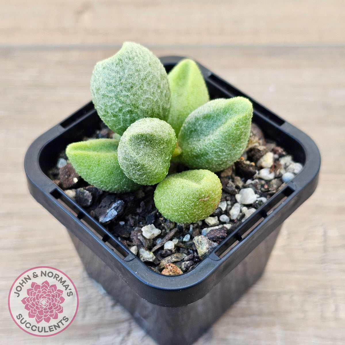 Adromischus marianae f. alveolatus