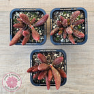 Adromischus marianae var antidorcatum