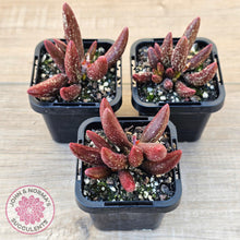 Load image into Gallery viewer, Adromischus marianae var antidorcatum - John &amp; Norma&#39;s Succulents Australia
