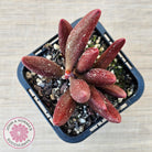 Adromischus marianae var antidorcatum