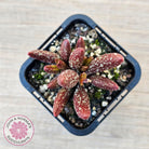 Adromischus marianae var antidorcatum