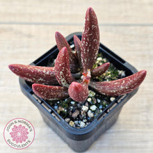 Load image into Gallery viewer, Adromischus marianae var antidorcatum - John &amp; Norma&#39;s Succulents Australia
