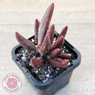 Adromischus marianae var antidorcatum