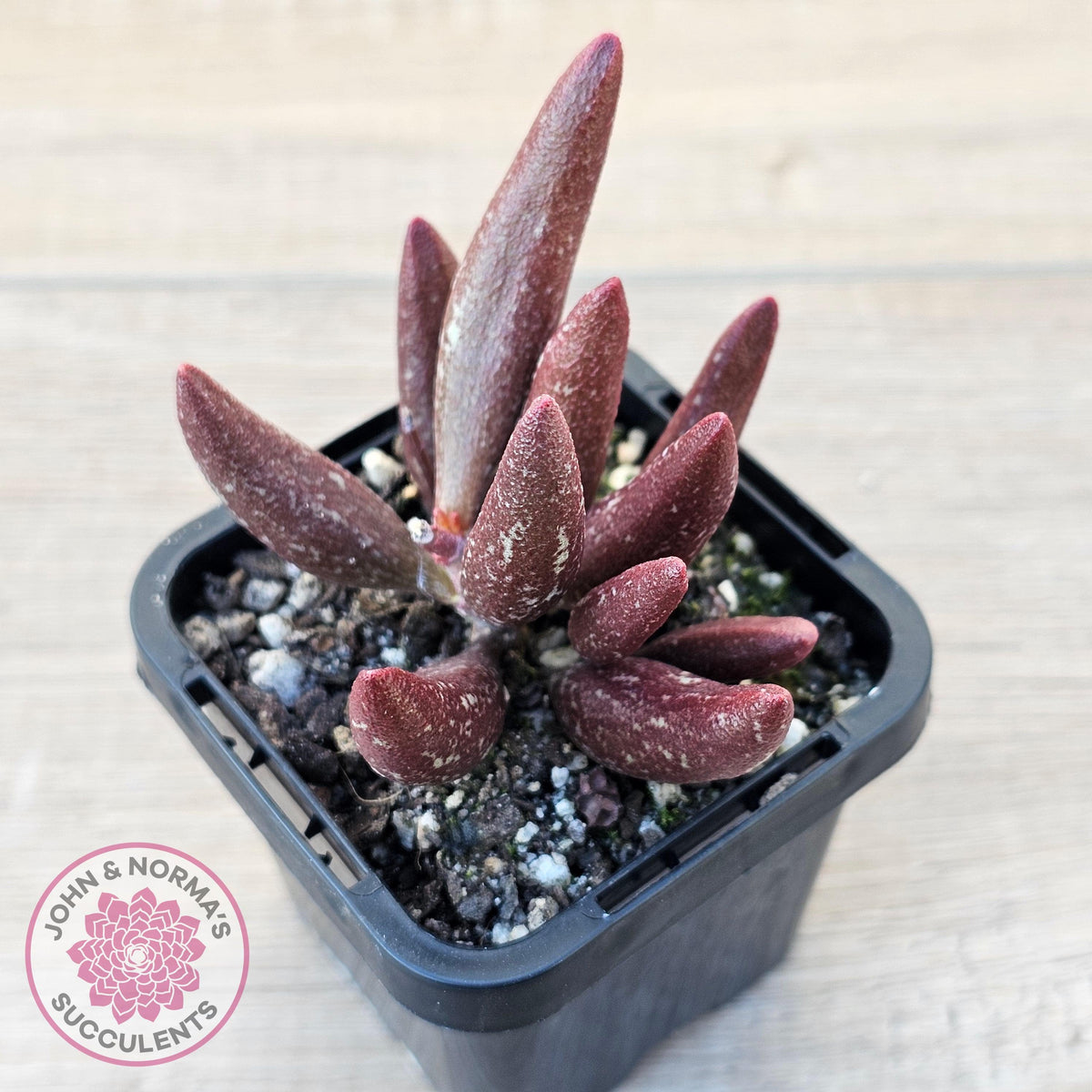 Adromischus marianae var antidorcatum