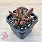 Adromischus marianae var antidorcatum