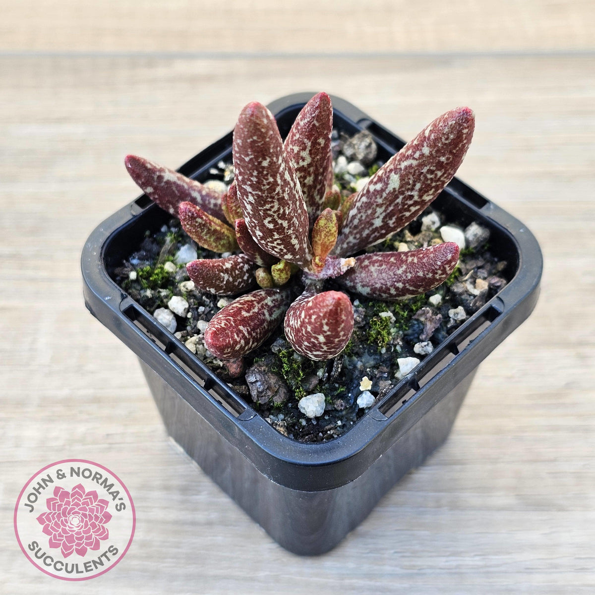 Adromischus marianae var antidorcatum
