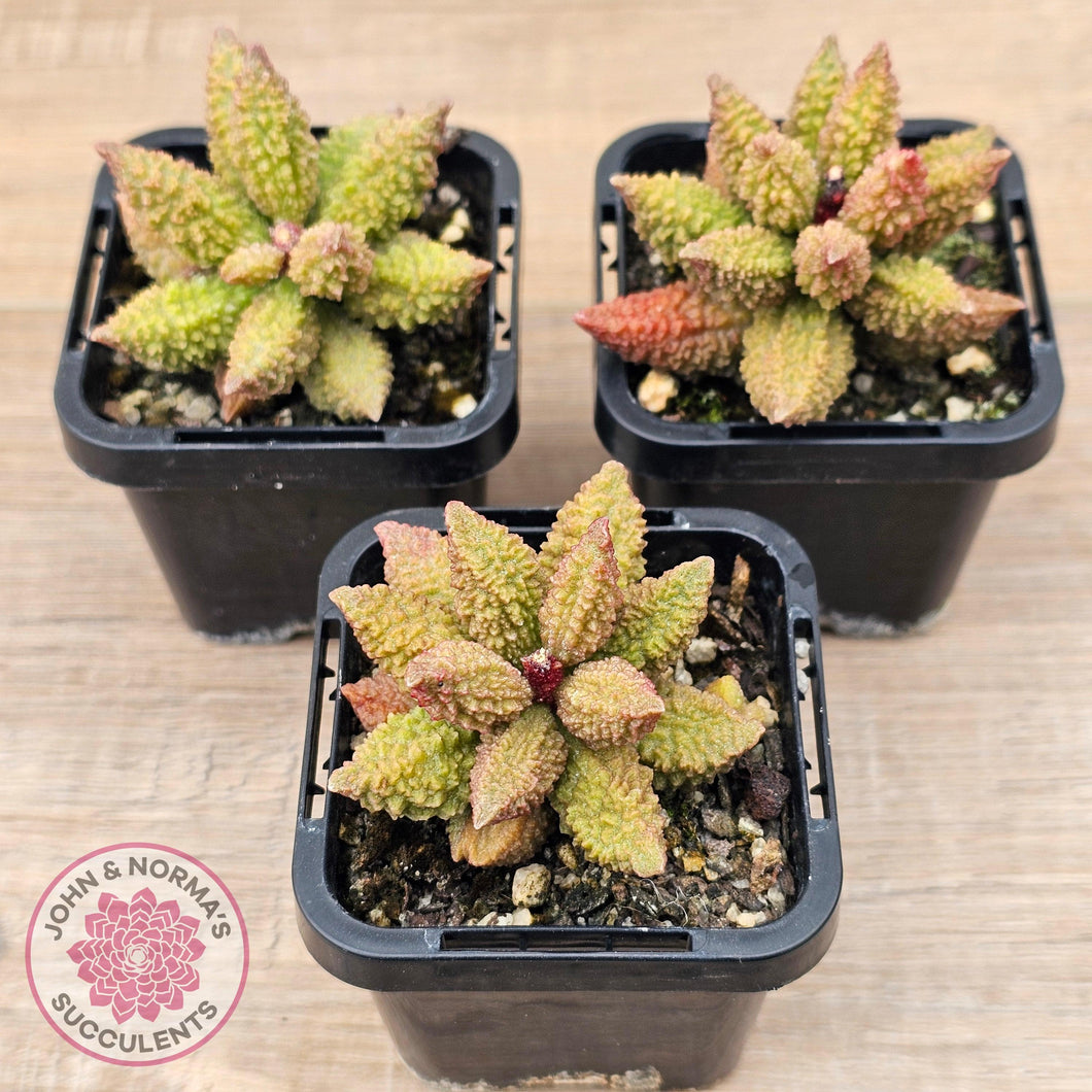 Adromischus marianae f. herrei 'Narrow Form' - John & Norma's Succulents Australia