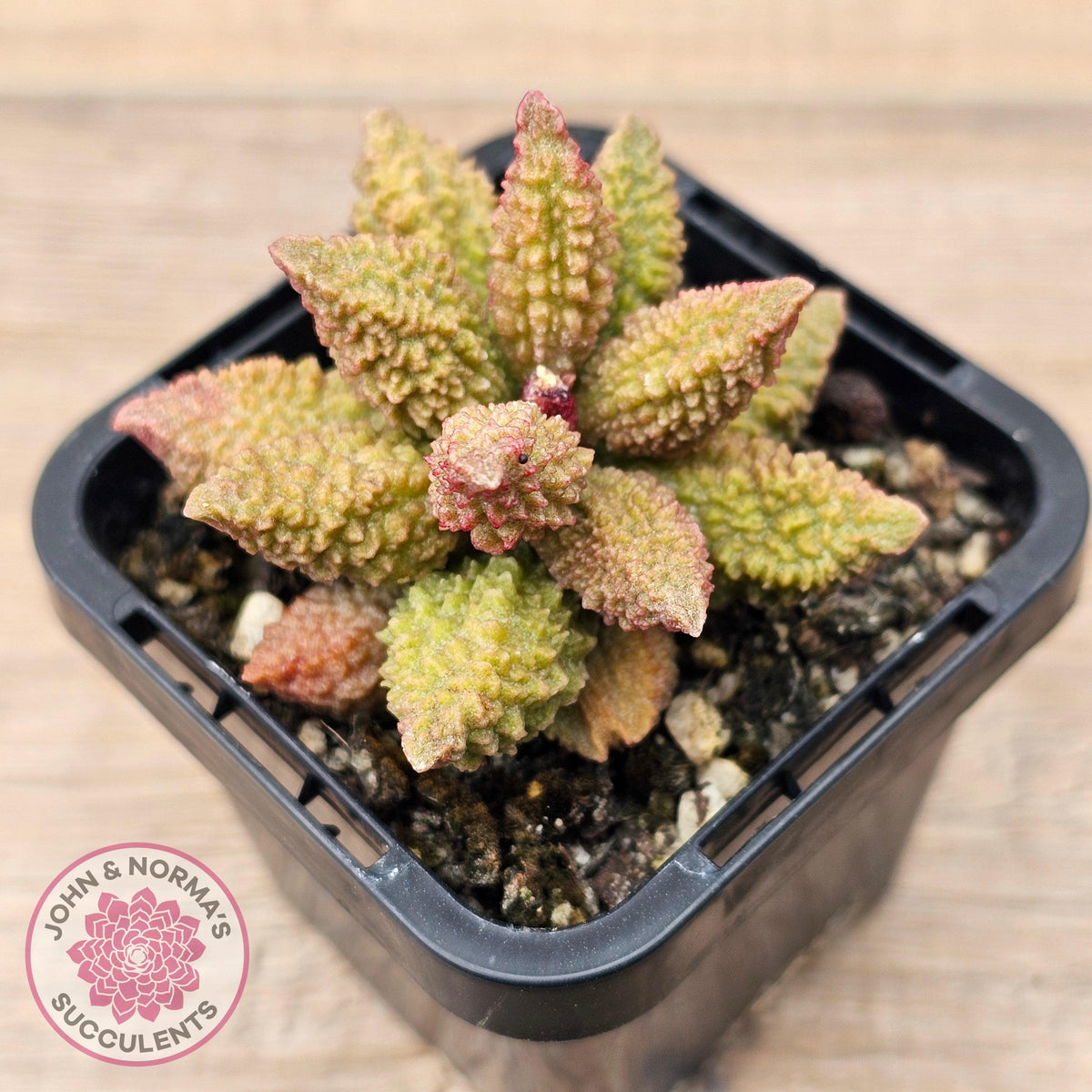 Adromischus marianae f. herrei 'Narrow Form'