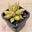 Adromischus marianae f. herrei 'Narrow Form'