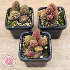 Adromischus marianae f. herrei
