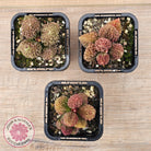 Adromischus marianae f. herrei