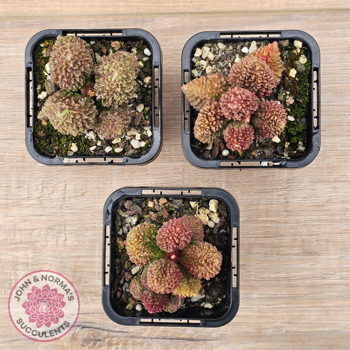 Adromischus marianae f. herrei