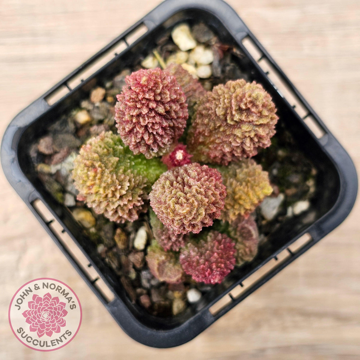 Adromischus marianae f. herrei
