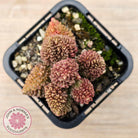 Adromischus marianae f. herrei