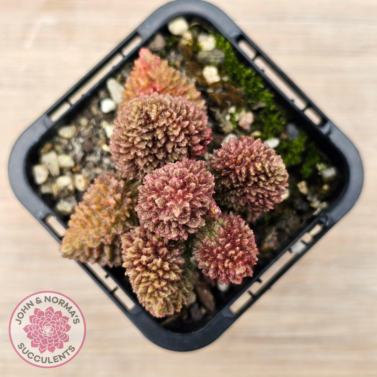 Adromischus marianae f. herrei