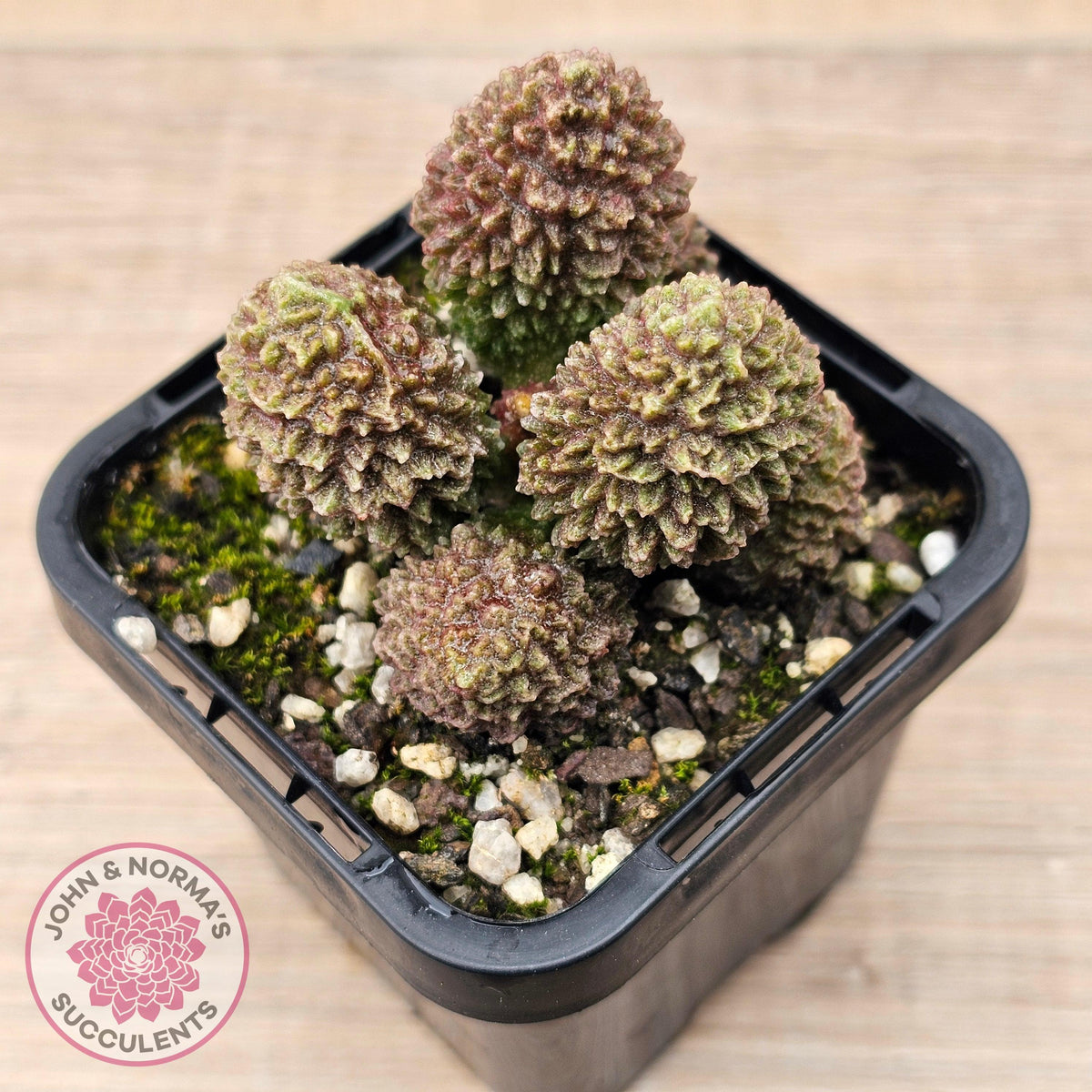 Adromischus marianae f. herrei