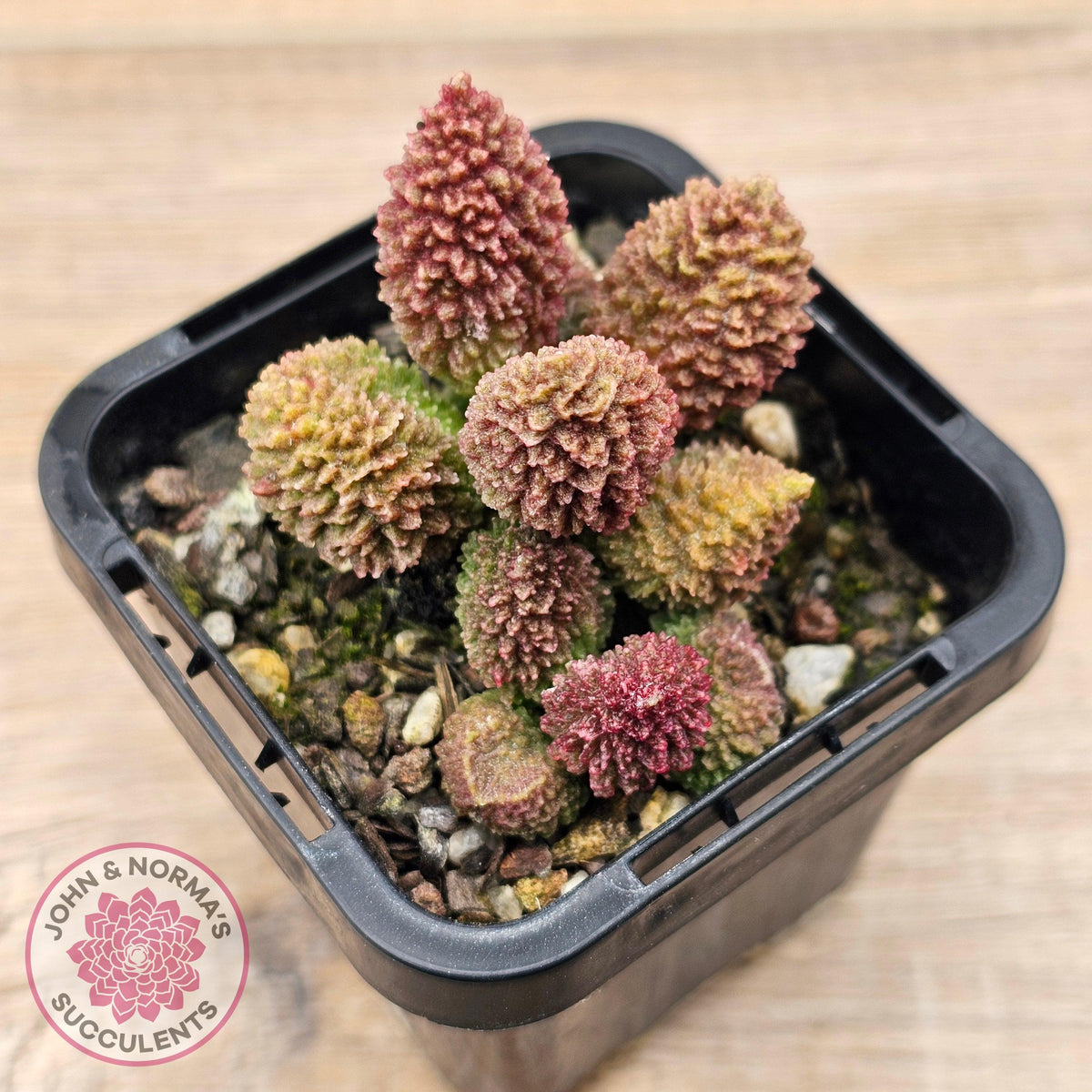 Adromischus marianae f. herrei