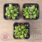 Adromischus marianae var. tanqua