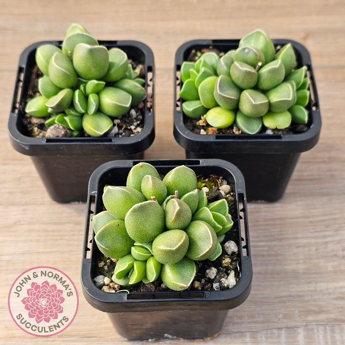 Adromischus marianae var. tanqua
