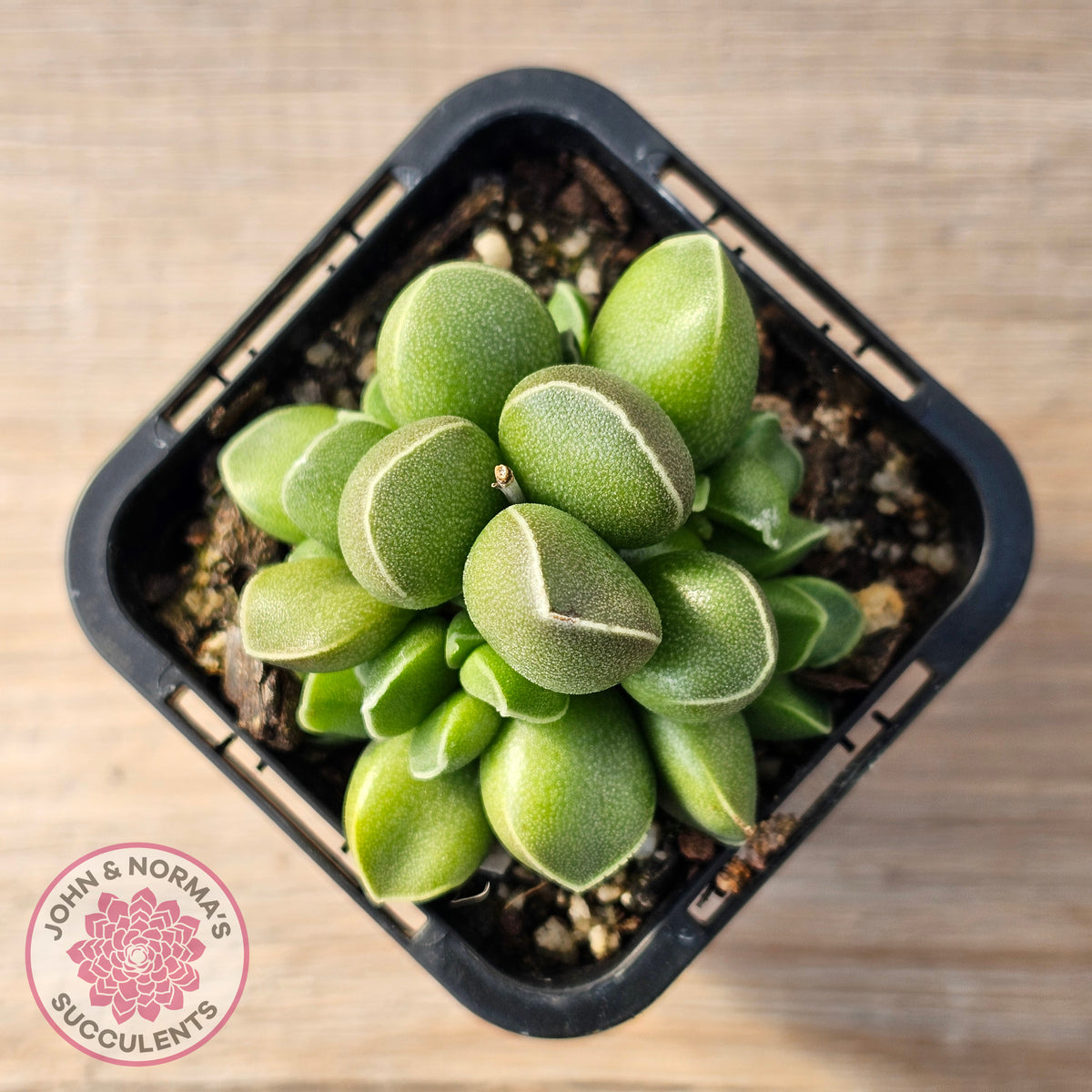 Adromischus marianae var. tanqua