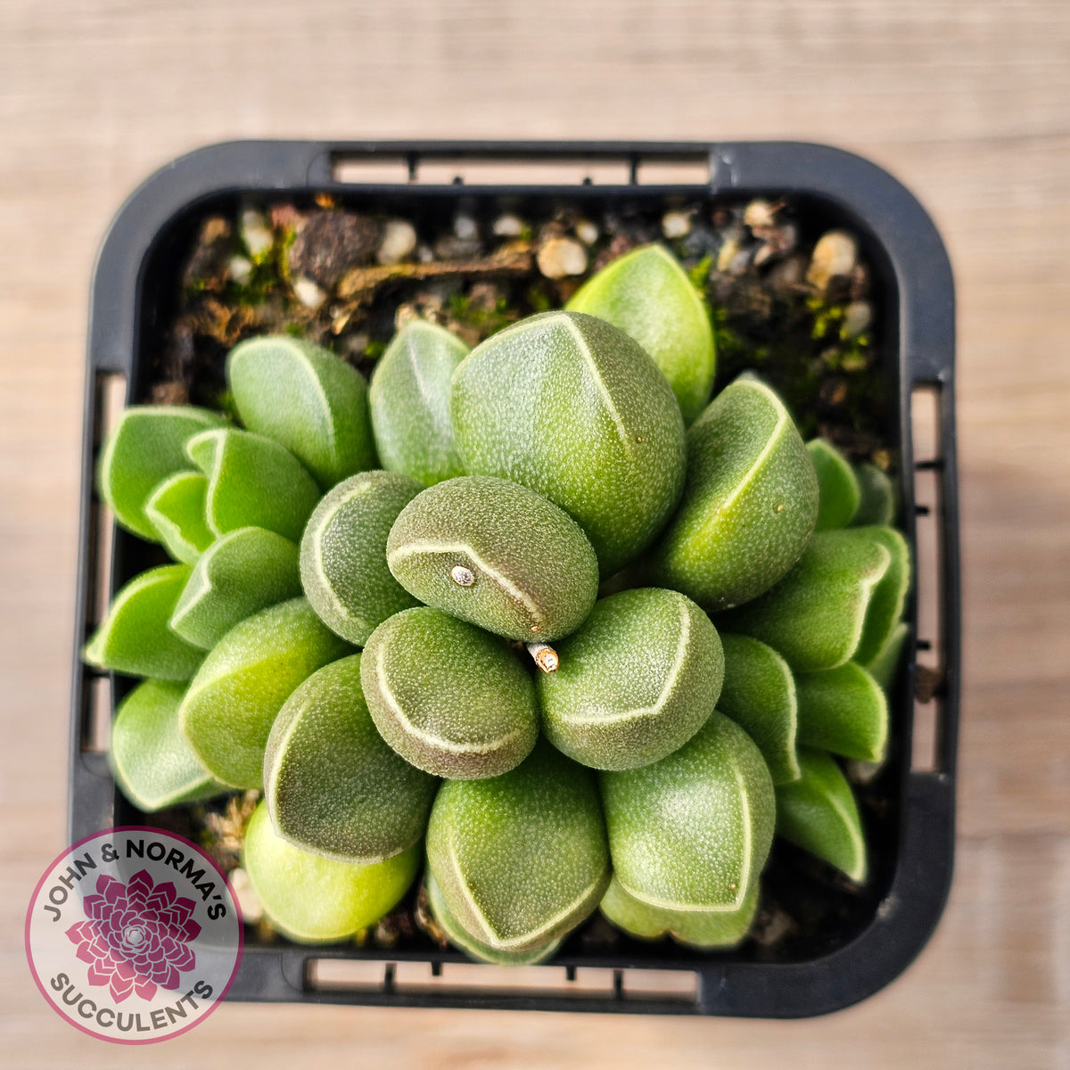 Adromischus marianae var. tanqua